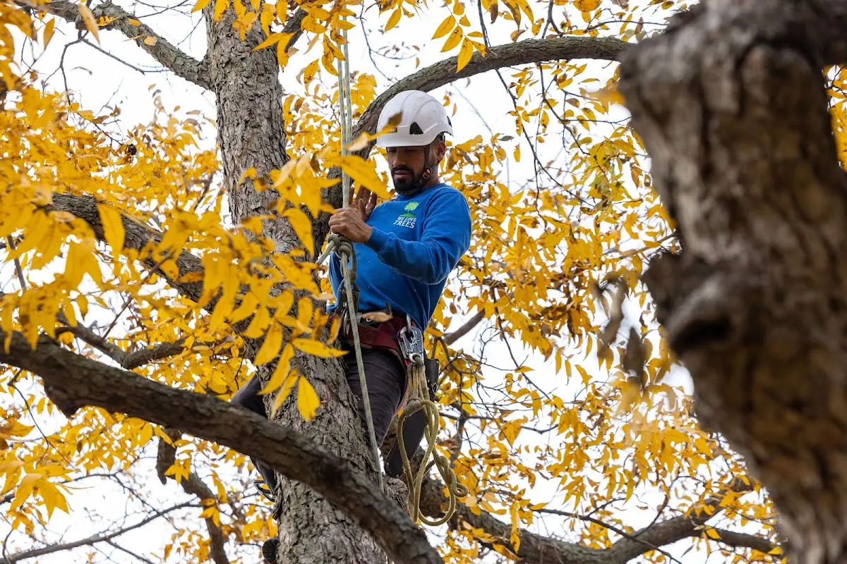 Skilled Tree Planing crew working in New Albany