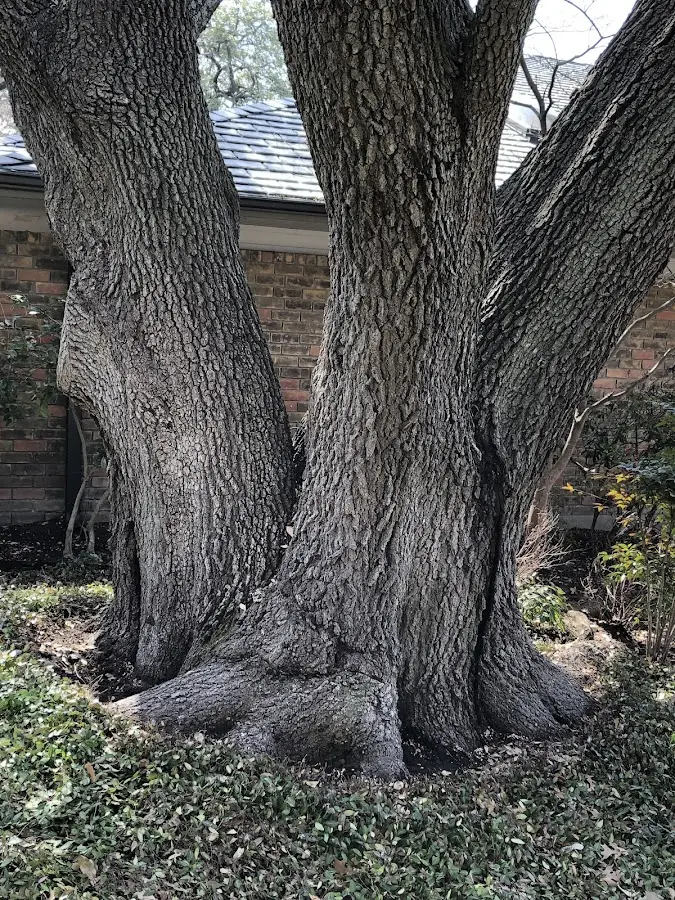 Mature heritage tree close to a New Albany property cared for by certified arborists